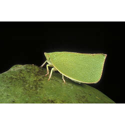 <em>Siphanta</em>, Green Planthopper
