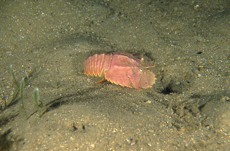 A Balmain Bug on the sandy sea bottom.