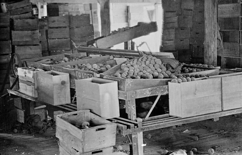 Fruit grading machine.