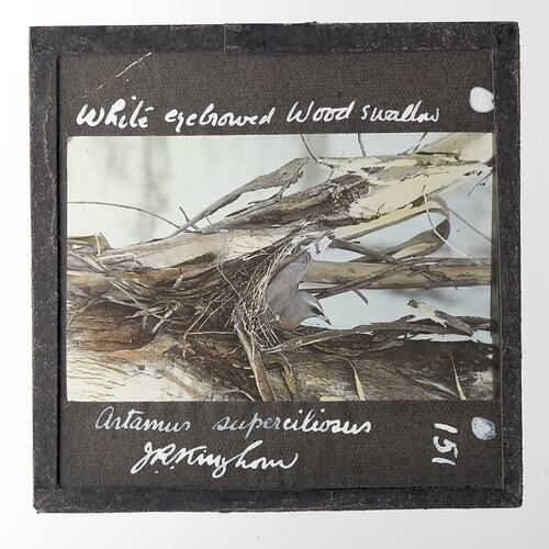 Lantern Slide - White Eyebrowed Wood Swallow, 1920-1940