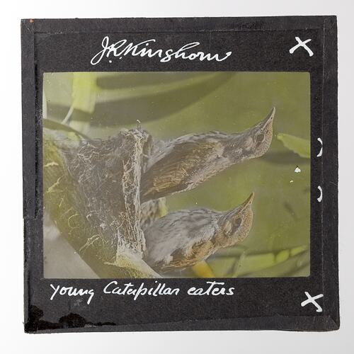 Lantern Slide - Young Caterpillar Eaters, 1920-1940