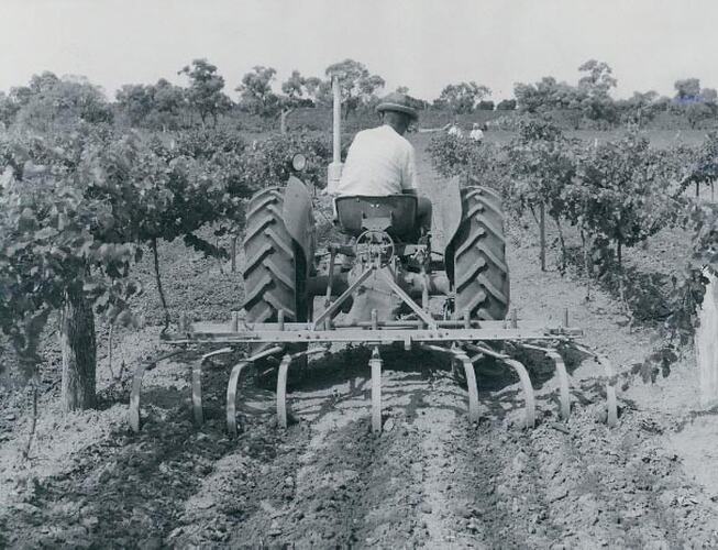 Rear view of a man driving a tractor fitted with a cultivator through a vineyard.