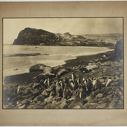 Photograph - 'Sea Elephants & Gentoo Penguins, Crozet Islands', BANZARE Voyage 1, Antarctica, 1929-1930