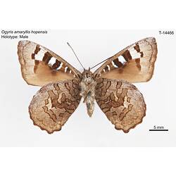 Butterfly specimen, ventral view.
