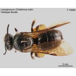 Bee specimen, female, dorsal view.