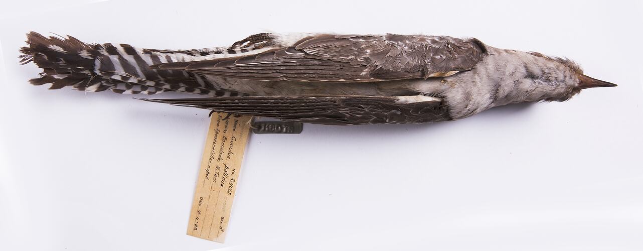 Dry bird skin specimen with labels.
