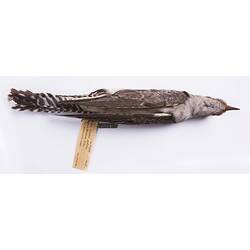 <em>Heteroscenes pallidus</em> (Latham, 1801)