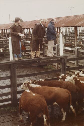 Cow Sale, Newmarket Saleyards, Sept 1985