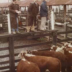 Digital Photograph - Cow Sale, Newmarket Saleyards, Newmarket, Sep 1985