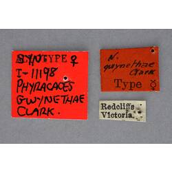 Entomology type specimen labels.