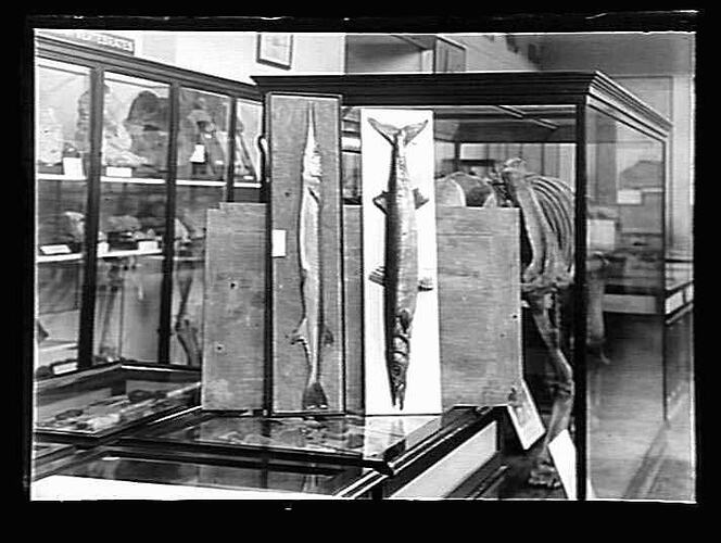 Glass Negative Fish Exhibition Display, by A.J. Campbell, Melbourne