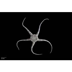 Brittle star with almost round central disc and five narrow arms, dorsal view.