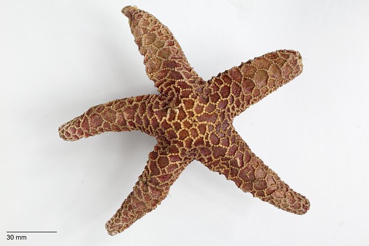 Dorsal view of dry seastar specimen.