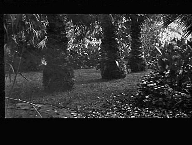 MERRIGUM - BRAYS GARDEN