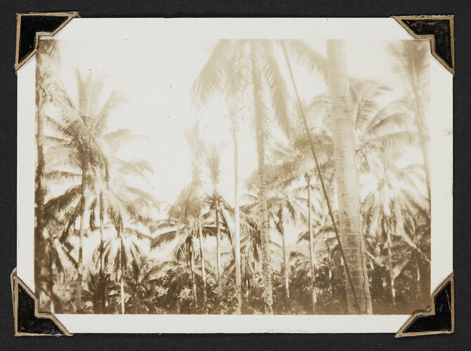 View of tree tops as seen from ground.