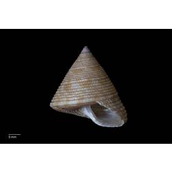 Aperture view of cone-shaped brown and cream marine snail shell.