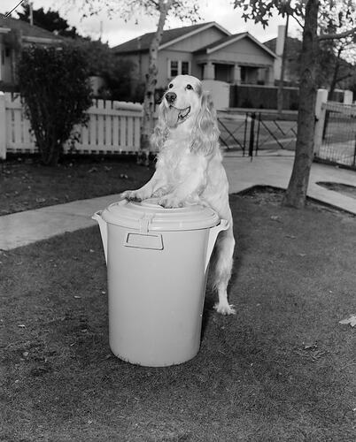 Negative - Dog in Front Yard, Melbourne, Victoria, 1958