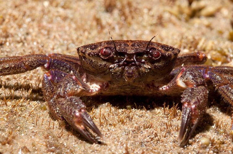 Velvet Crab on sand.