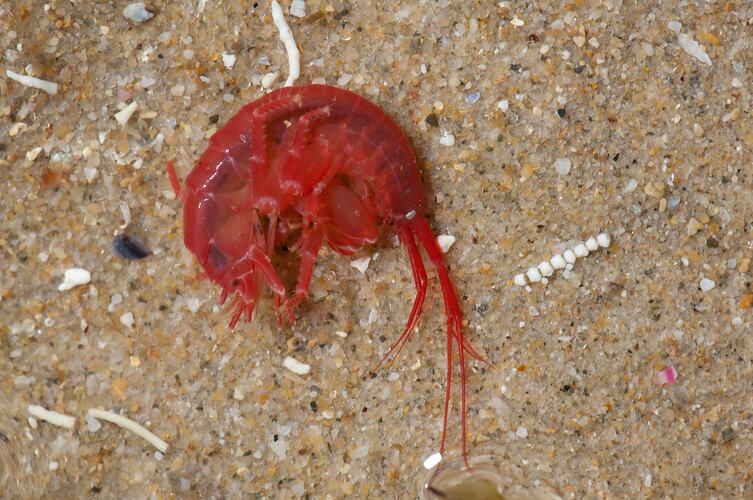 Red amphipod on sand.