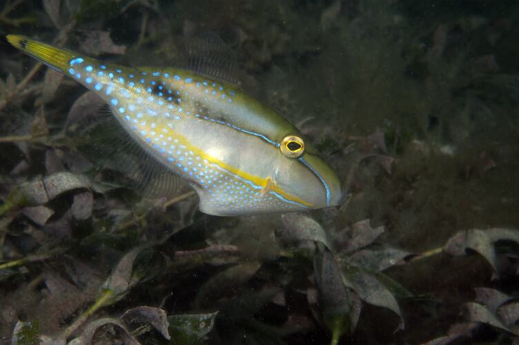 Side view of silvery fish with dark stripe down side.
