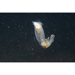 Clear jellyfish in dark water.
