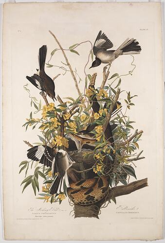 Print - Northern Mockingbird, <em>Mimus polyglottos</em>, John James Audubon, 1830 [BA 70]