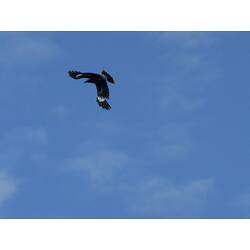 A bird, the Pied Currawong, in flight against a blue sky.