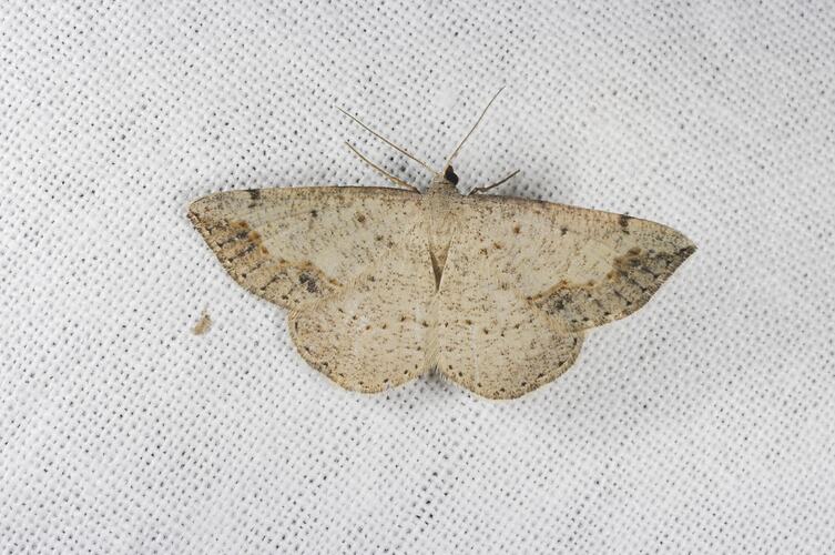 <em>Taxeotis intextata</em>, Geometrid moth. Grampians National Park, Victoria.