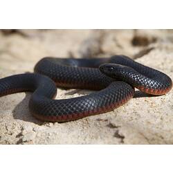 A Red-bellied Black Snake coiled and alert on a rock.