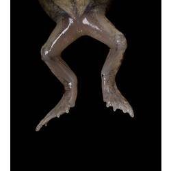 Hind legs of grey coloured frog.