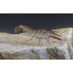 Mottled brown crayfish on rock.