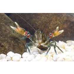 Crayfish with front claws raised and open.