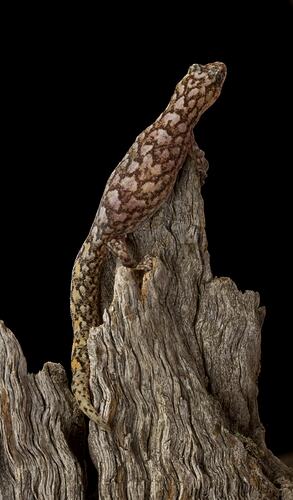 Marbled Gecko.