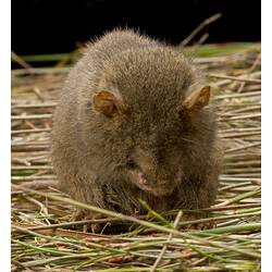 A Dusky Antechinus curled up, hiding its head in its paws.