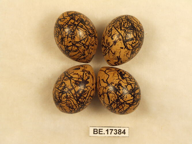 Four bird eggs with specimen label.