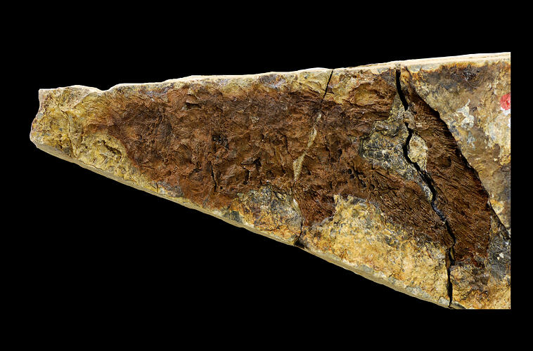 Dark brown fish fossil on cream coloured matrix.