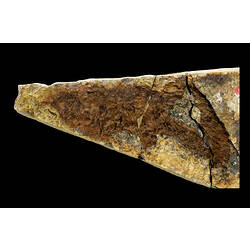 Dark brown fish fossil on cream coloured matrix.