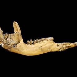 Fossil kangaroo jaw.
