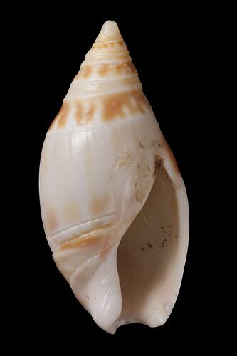 <em>Amalda (Alocospira) marginata</em>, Marginate Ancilla, shell.  Registration no. F 179280.