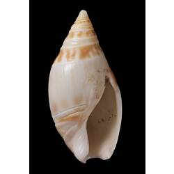 <em>Amalda (Alocospira) marginata</em>, Marginate Ancilla, shell.  Registration no. F 179280.