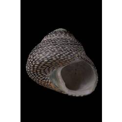 <em>Chlorodiloma odontis</em>, Checkered Periwinkle, shell.  Registration no. F 180045.