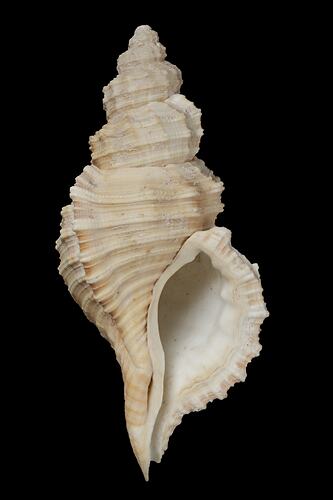 <em>Cabestana tabulata</em>, Ploughed Triton, shell.  Registration no. F 179989.