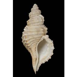 <em>Cabestana tabulata</em> (Menke, 1843)