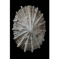 <em>Montfortula rugosa</em>, Cap-shaped False Limpet, shell.  Registration no. F 178349.