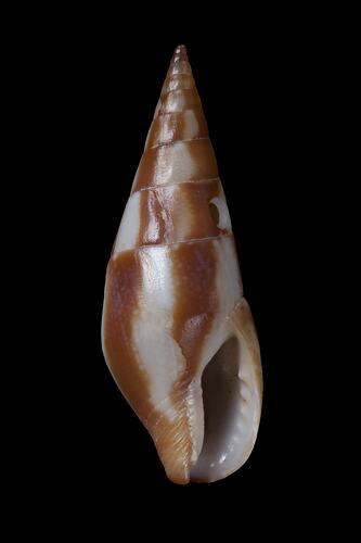 <em>Mitrella (Dentimitrella) menkeana</em>, Menke's Dove Shell, shell.  Registration no. F 179244.