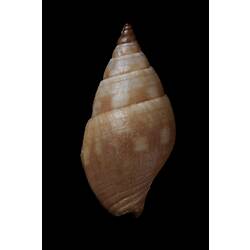 <em>Pseudamycla miltostoma</em>, marine snail, shell.  Registration no. F 179241.