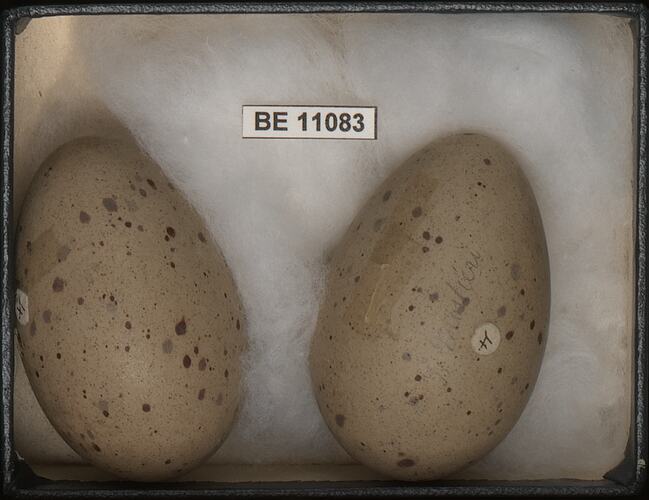 Two bird eggs with specimen label in box.