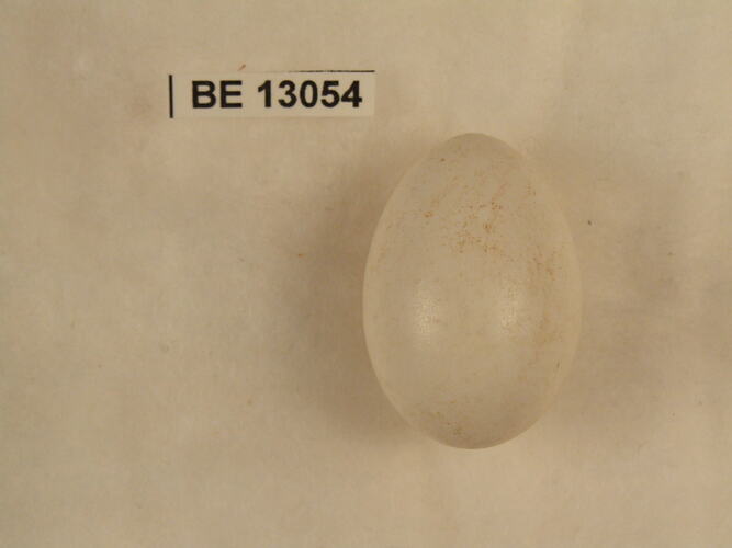 Bird egg with specimen label.