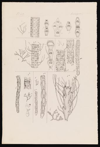 Cellaria australis