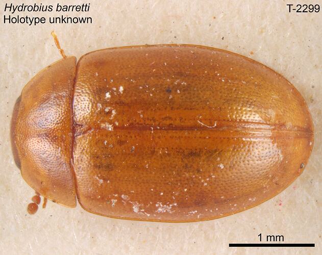 Aquatic beetle specimen, dorsal view.
